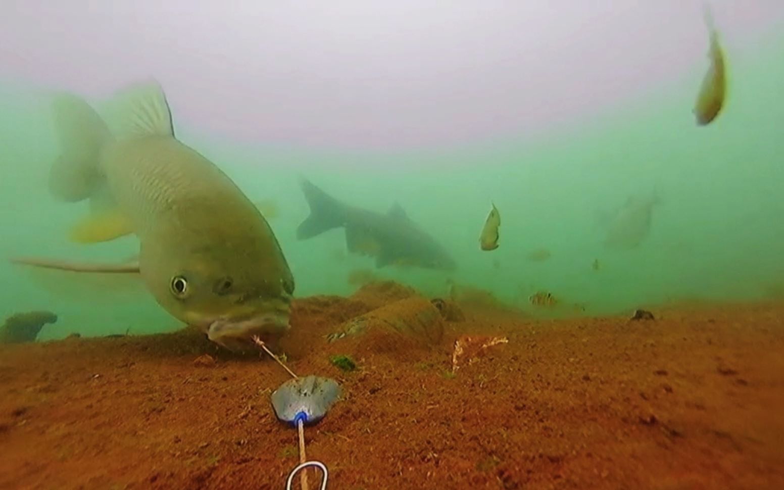 水下高清呈现:这样钓草鱼,不到20秒就中鱼,效果真好