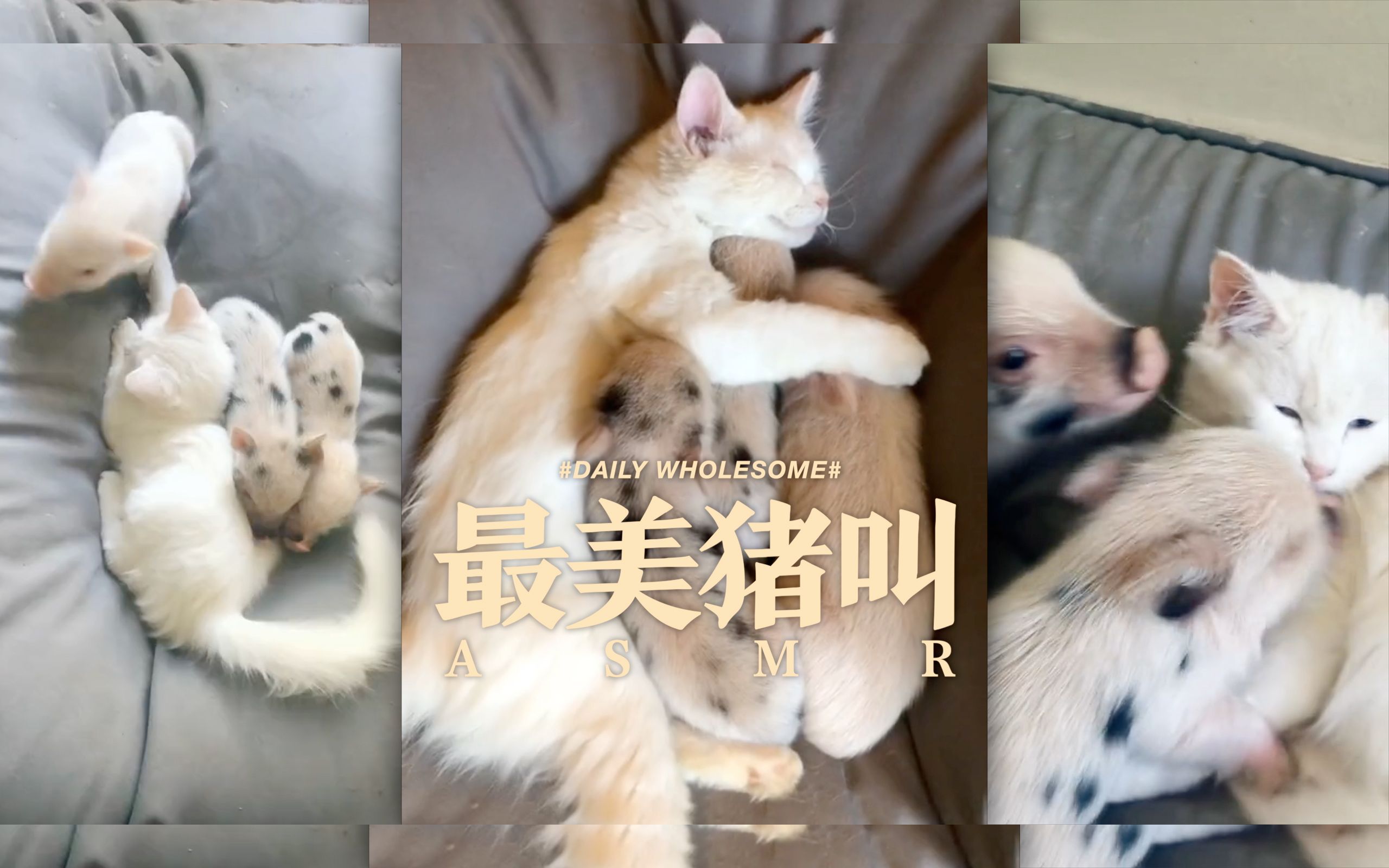 【耳音】最美猪叫哔哩哔哩bilibili