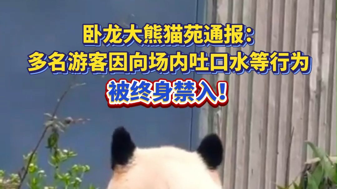 卧龙大熊猫苑通报：多名游客因向场内吐口水等行为被终身禁入！