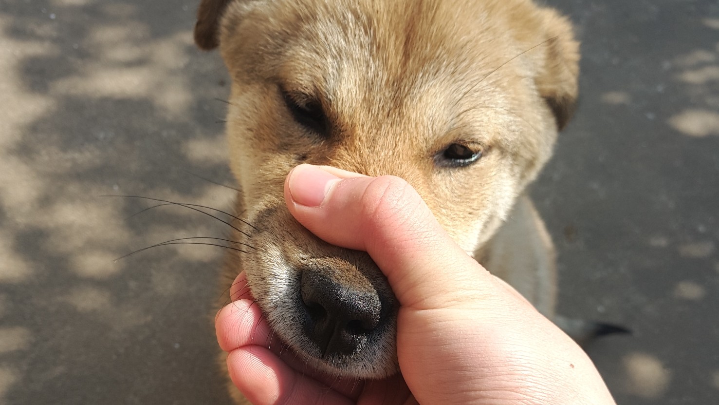 小田园犬烤火摇头晃脑,封面是我家大狗子_哔哩哔哩 (゜-゜)つロ 干杯