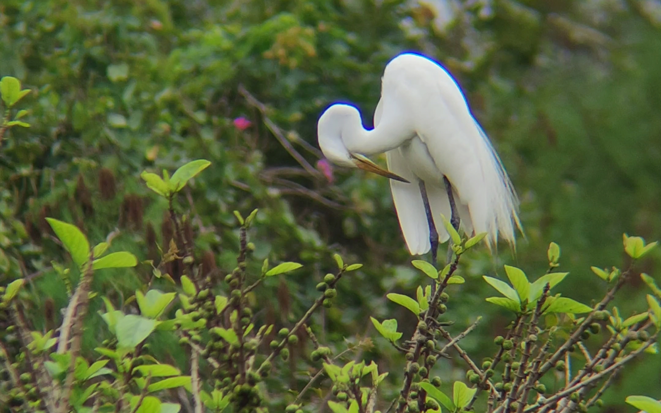 【东湖公园】鸟语花香树顶上洁白色中白鹭
