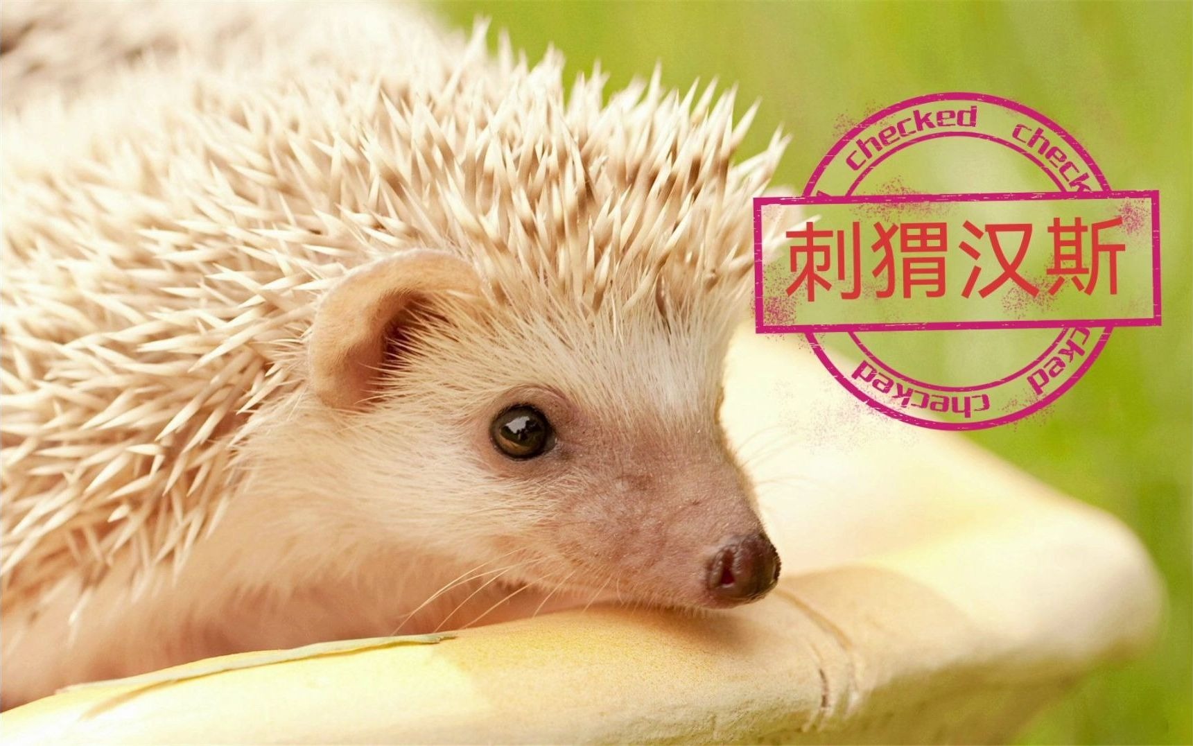 《格林童话故事》之刺猬汉斯