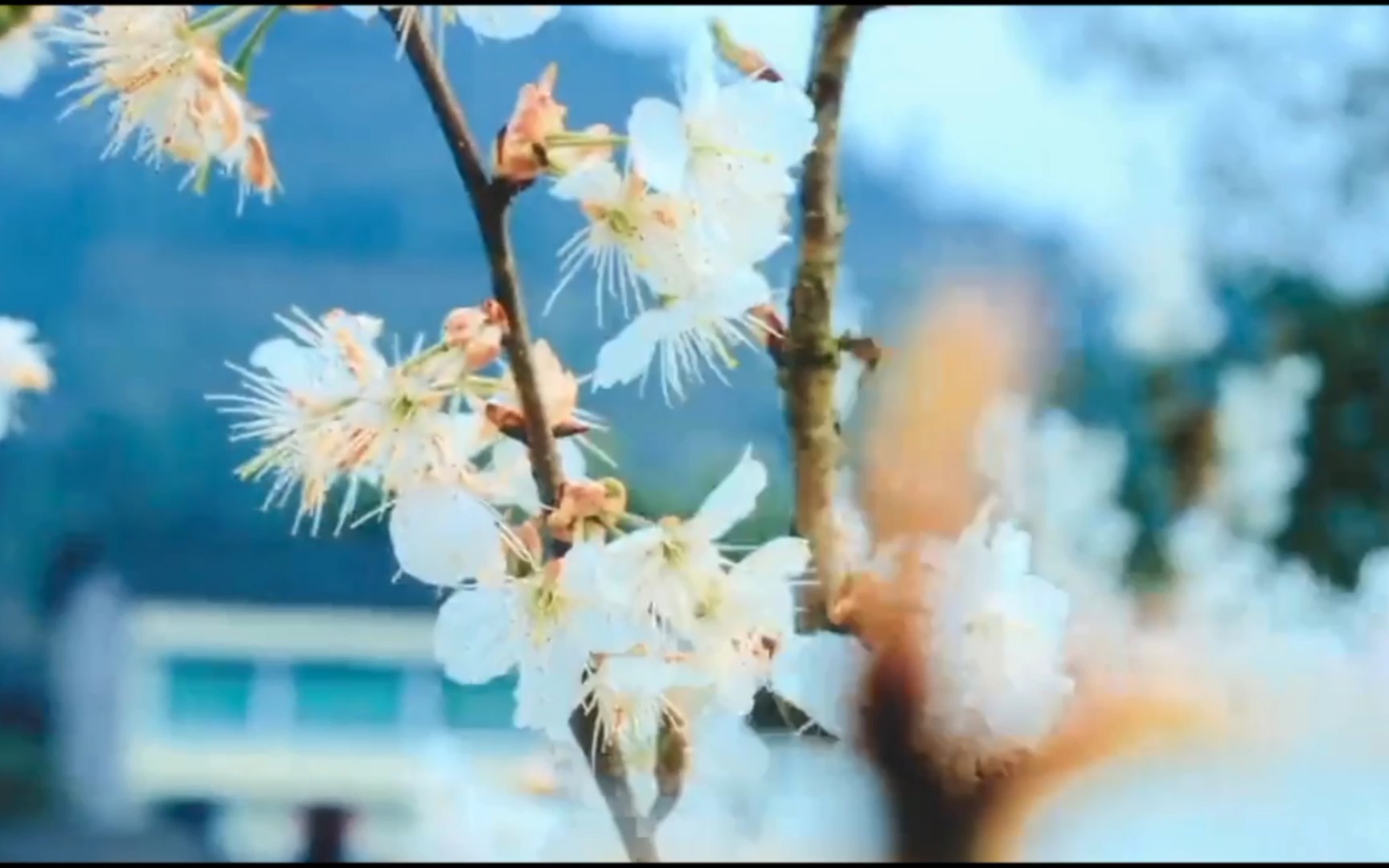 [图]四川樱桃花开时