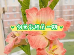 Download Video: 挑战用扭扭棒做1000种花卉（剑兰教程第一期）