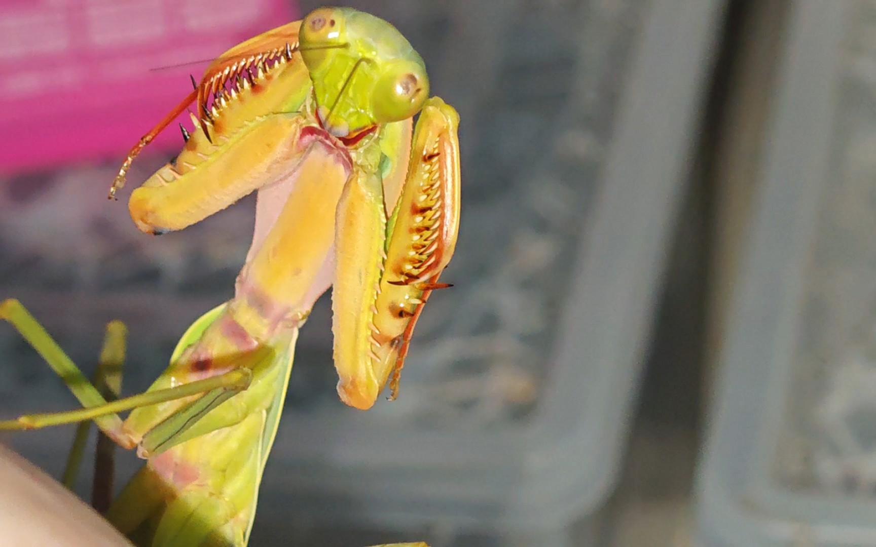 第二批野血rf盾螳开始陆续进末了