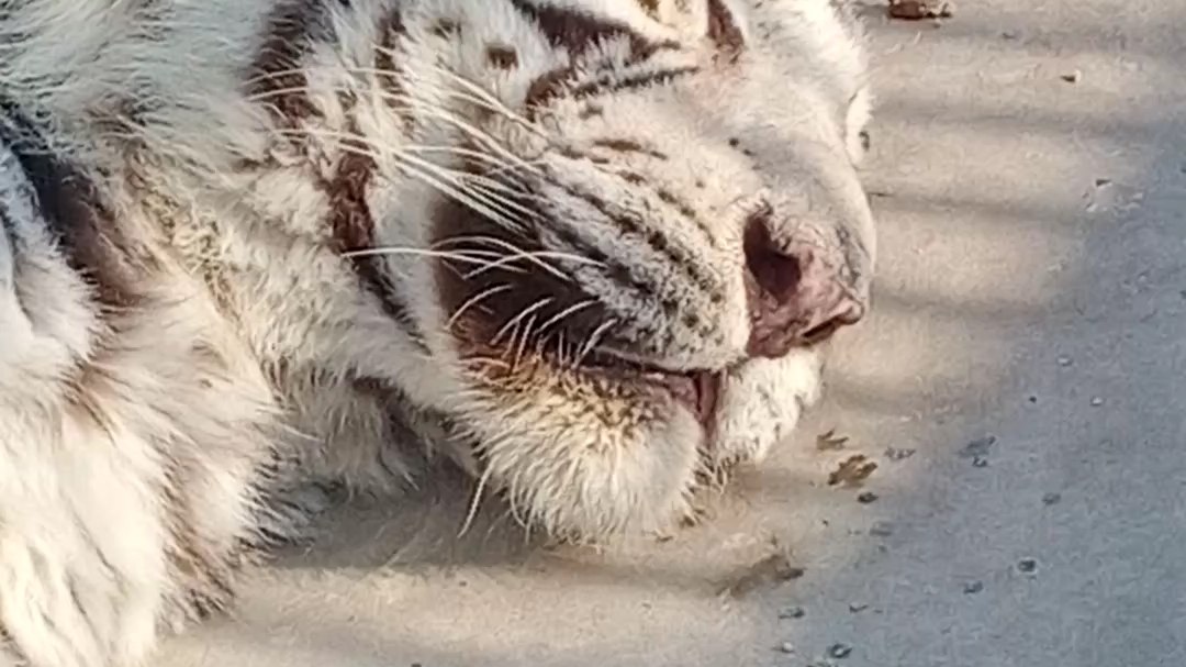 汴京動物園白虎