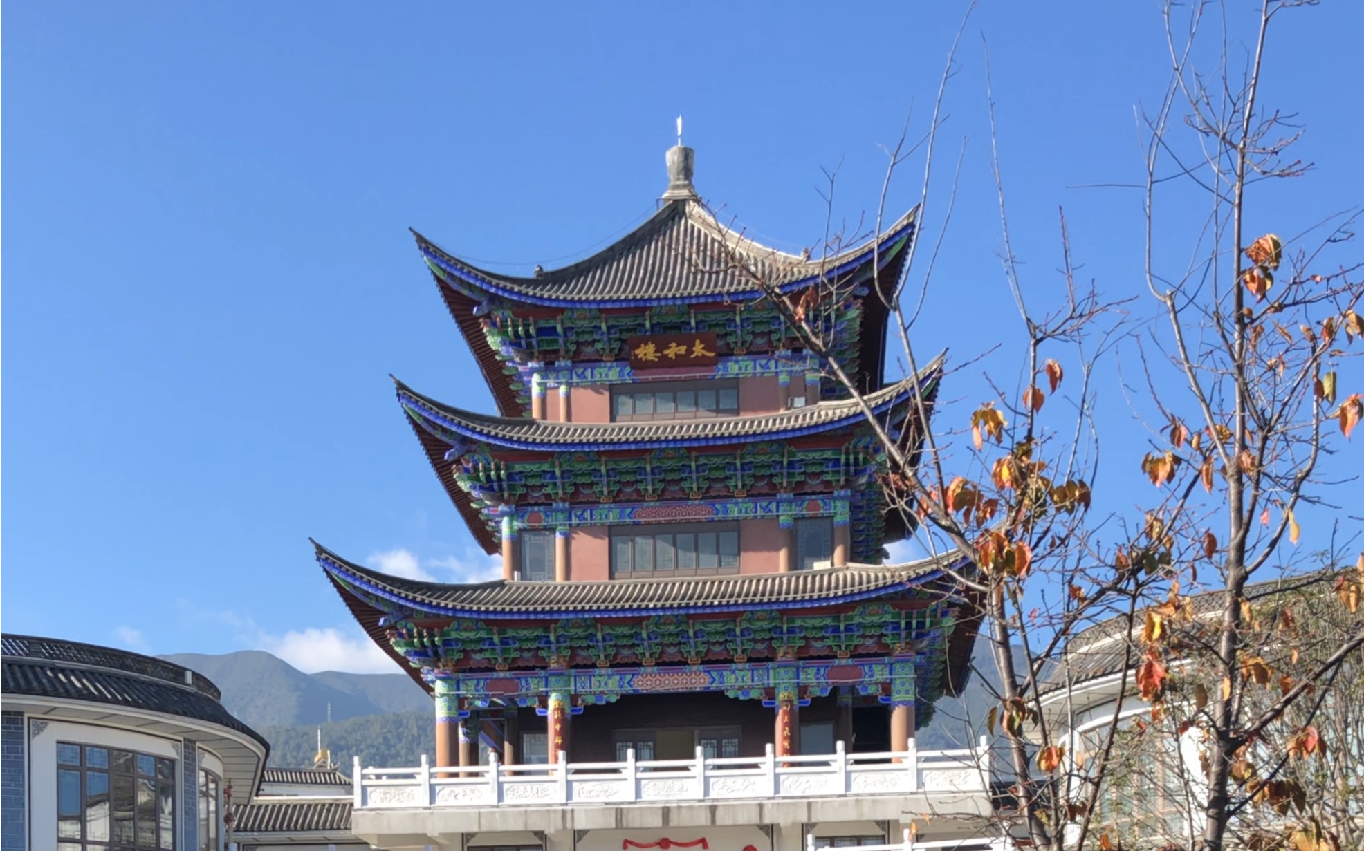 大理每周日兰花苑,兰花集市,各种兰花交易市场