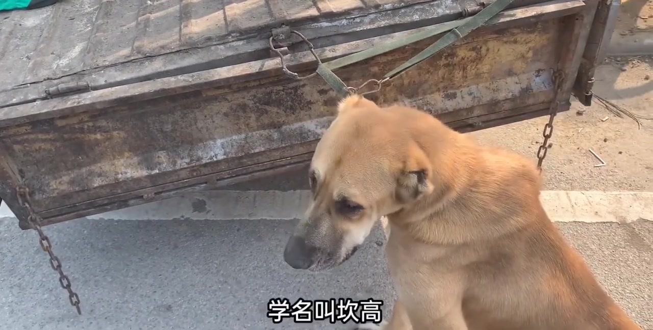 世界著名猛犬坎高犬,体型巨大性格凶猛,野猪都不放在眼1717