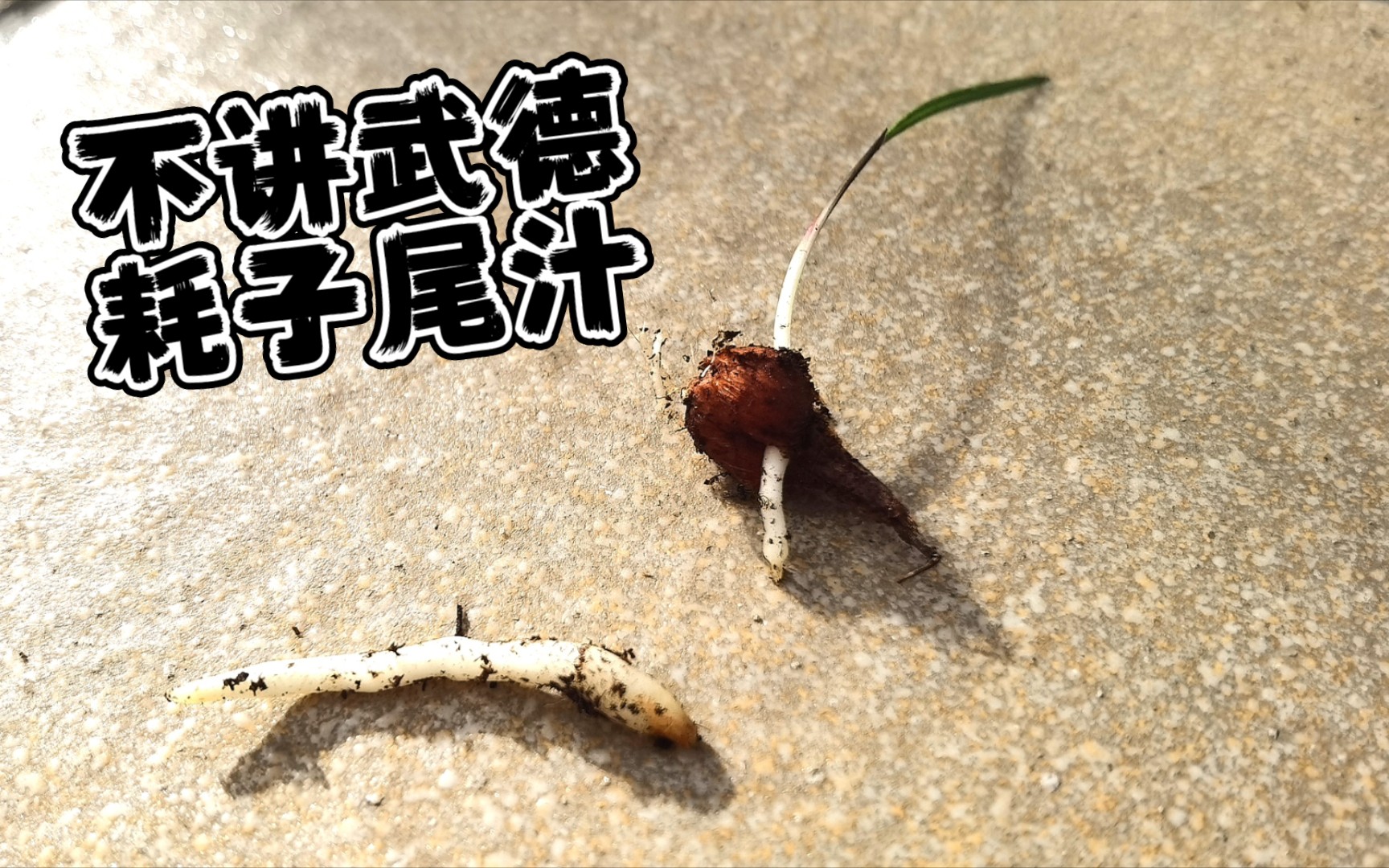 【惨】不讲武德,耗子尾汁.