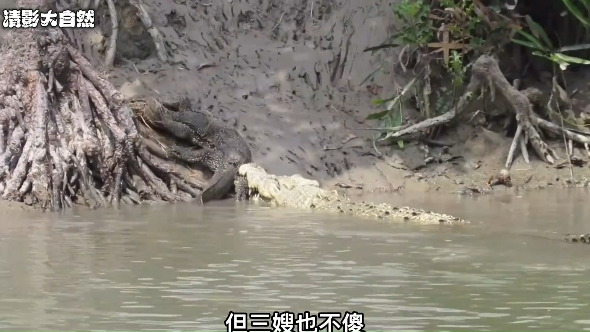 1255 巨蜥vs鳄鱼#野生动物零距离 #动物世界