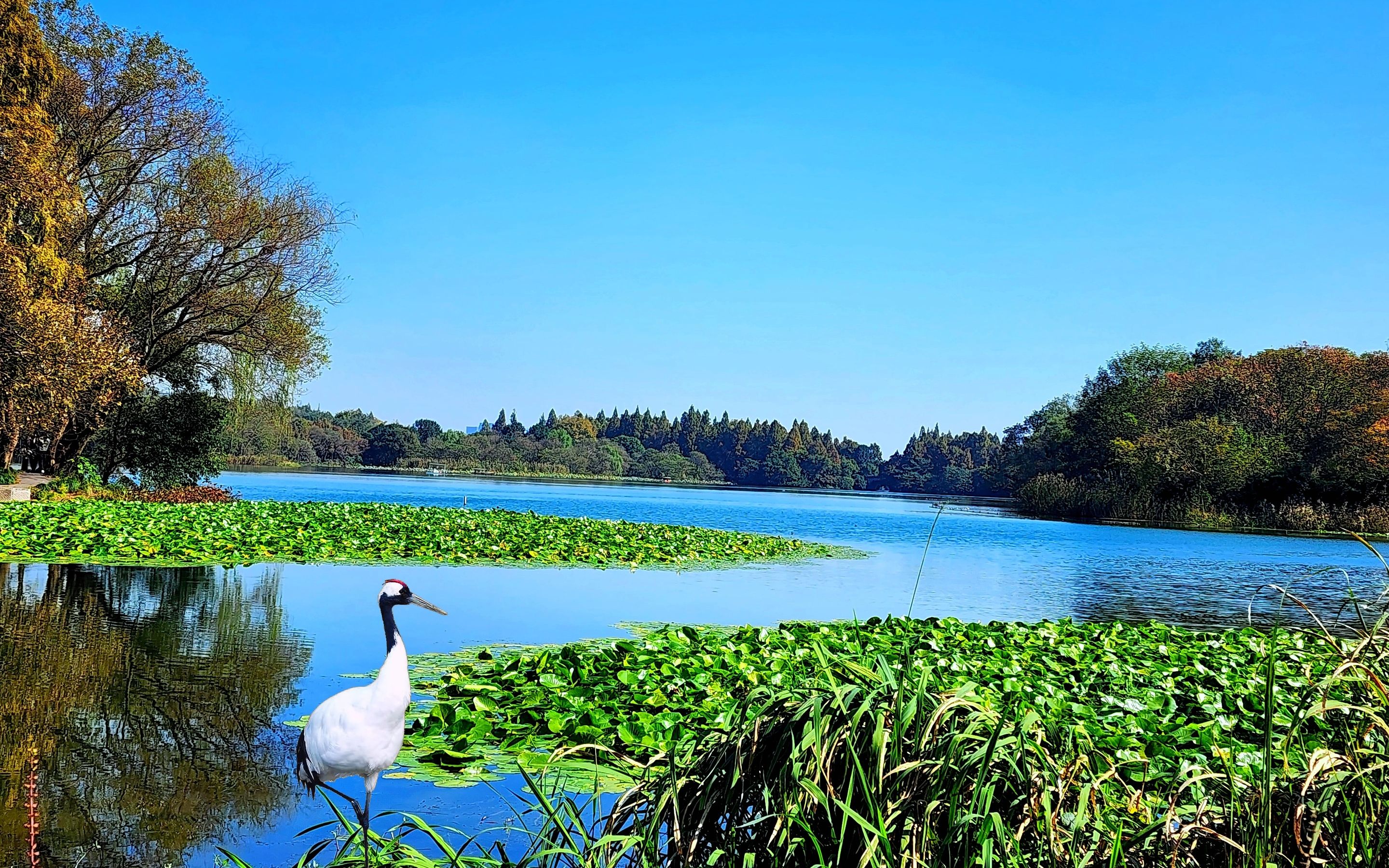 西湖美景随手拍(46)茅家埠的秋天格外让人陶醉