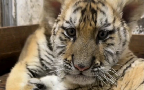 只要一声令下我们立刻推举你为新的小飞棍-东北虎小虎哥黑龙江牡丹江