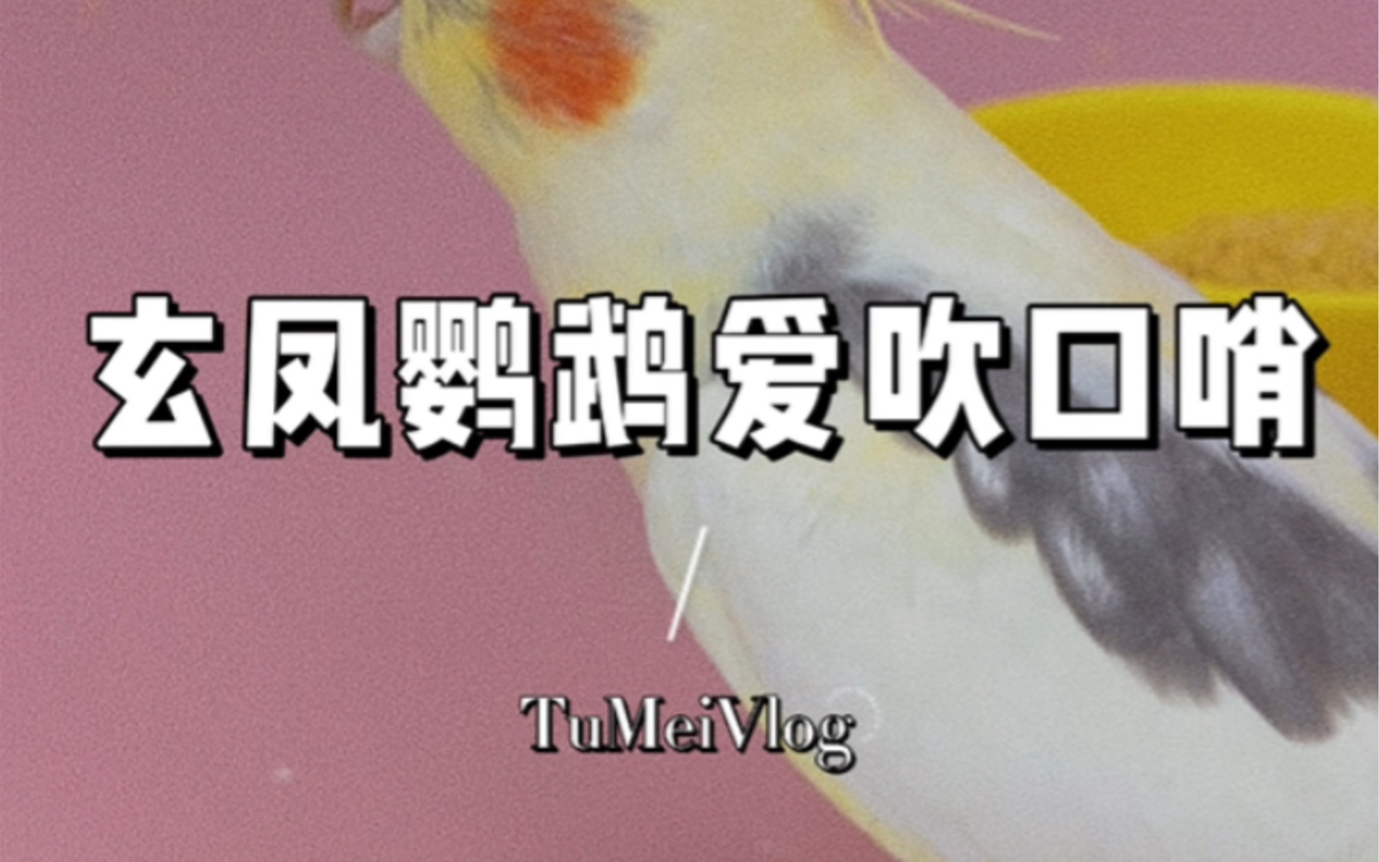 玄凤鹦鹉是一只最爱吹口哨的鹦鹉,动物界的音乐鬼才