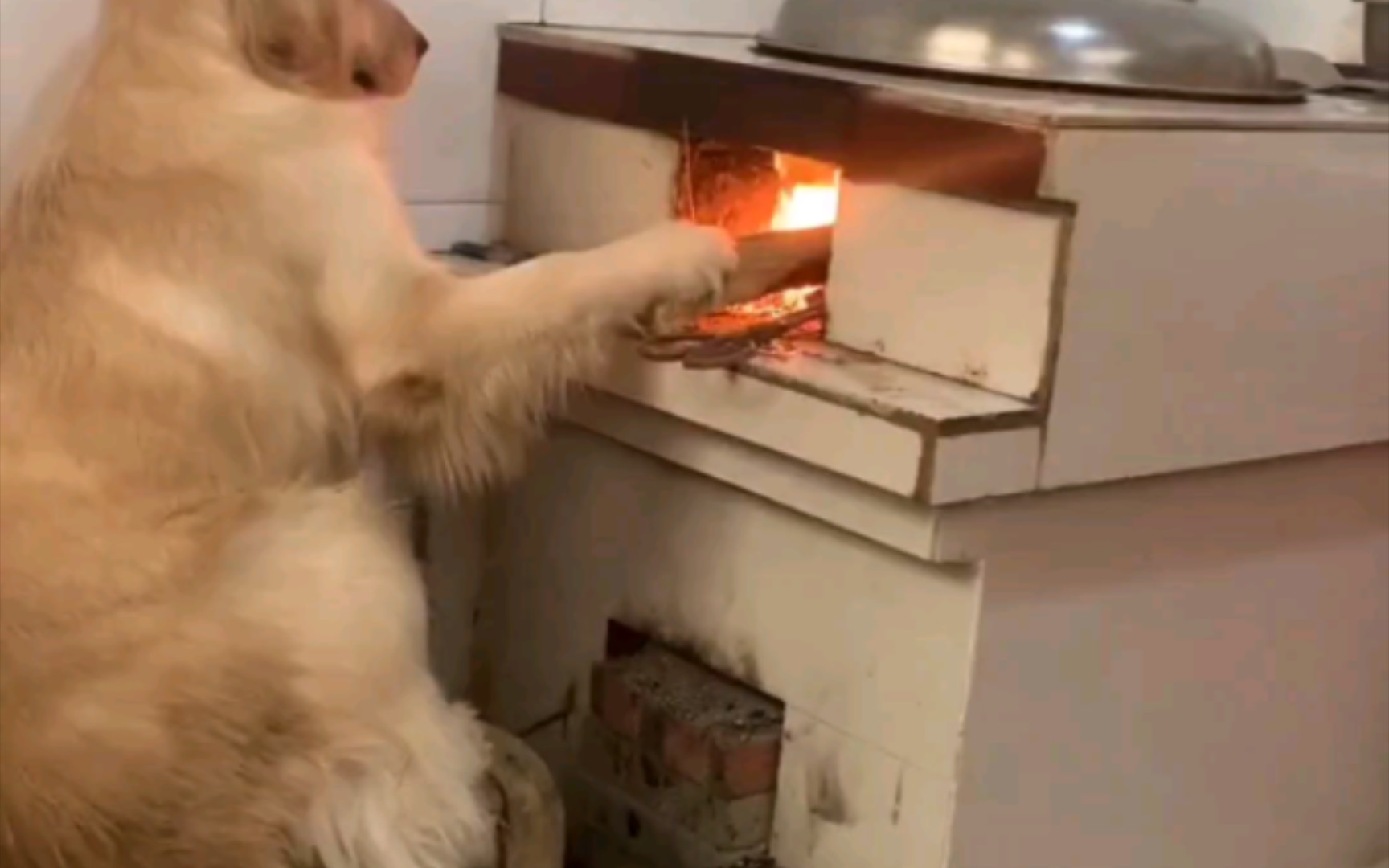 狗子为难,烧火做饭