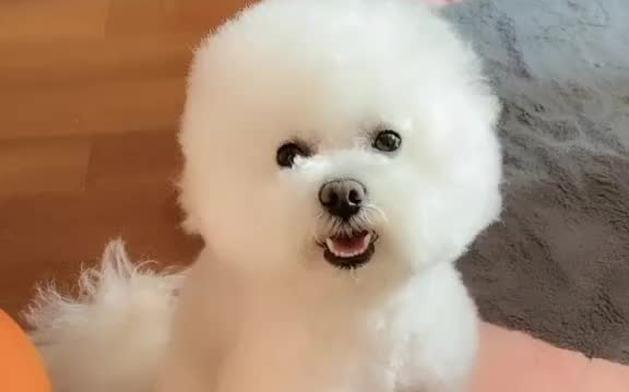 舞动的小辫子比熊