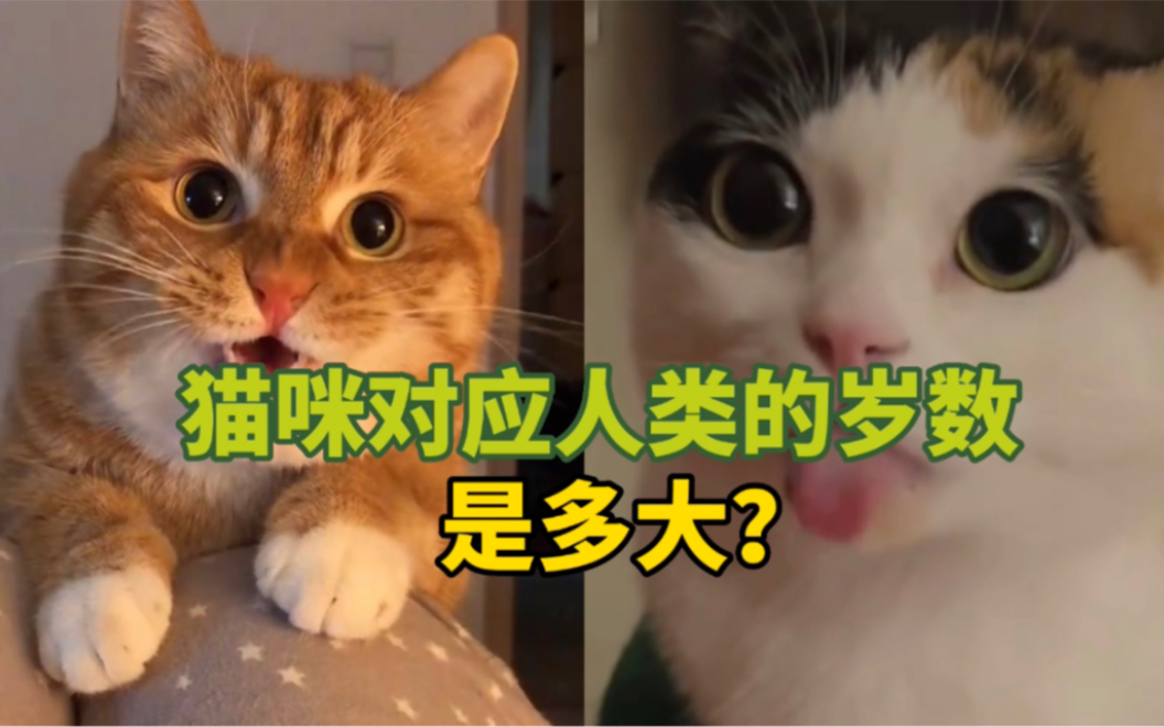 [图]猫对应人类的岁数是多大，1分55秒带你看完猫的一生