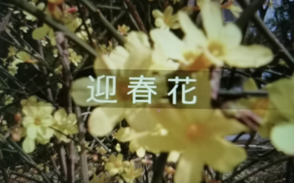 迎春花——郑少秋,汪明荃哔哩哔哩bilibili