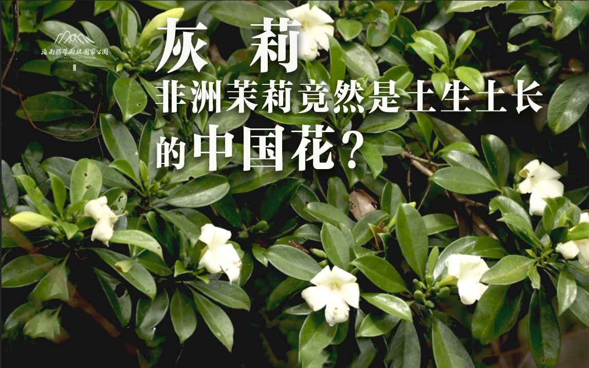 [图]植物篇：灰莉 | 海南热带雨林国家公园科普视频系列