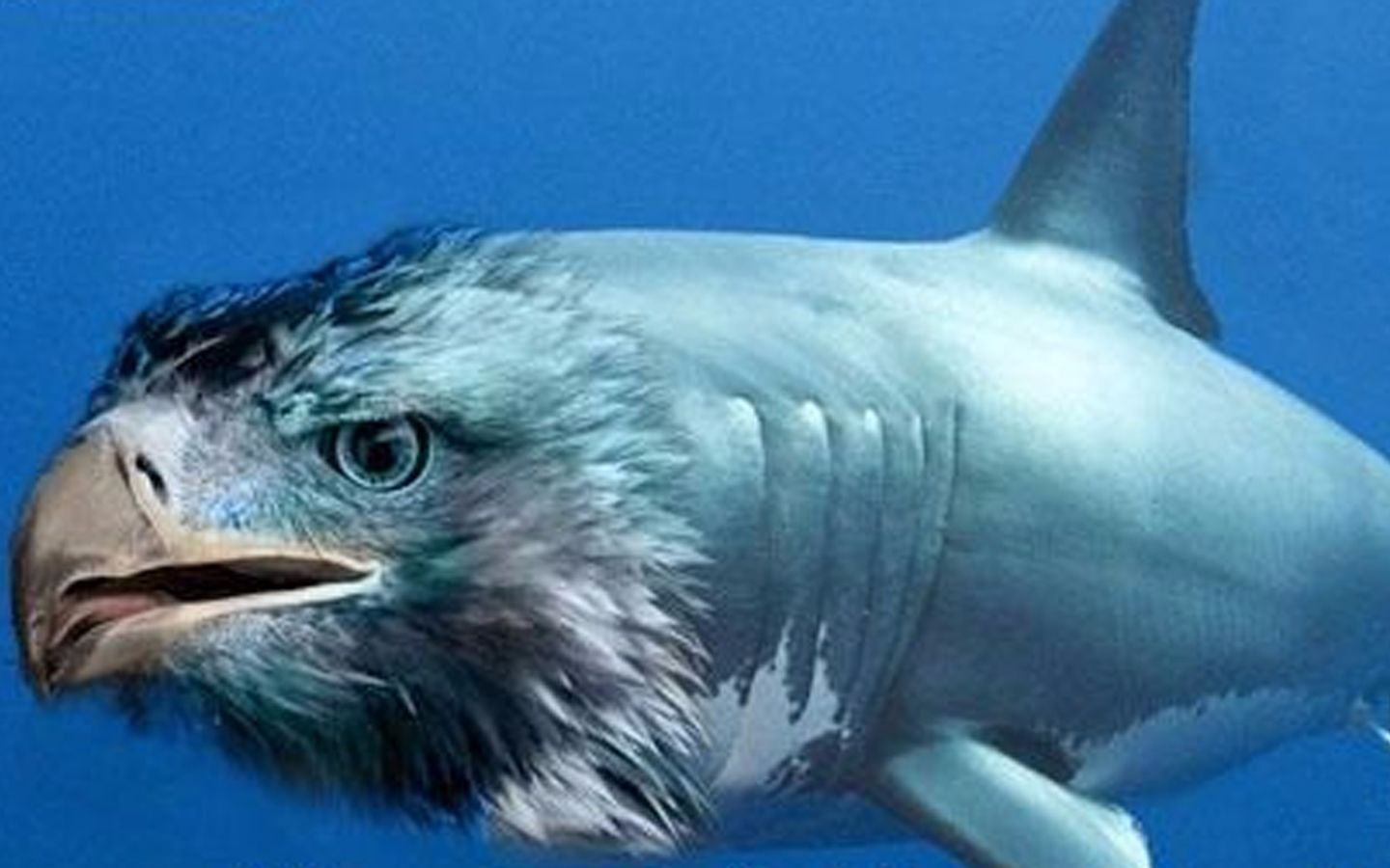 鲨雕祈愿与鲨臂王也的快乐日子_哔哩哔哩 (゜-゜)つロ 干杯~-bilibili