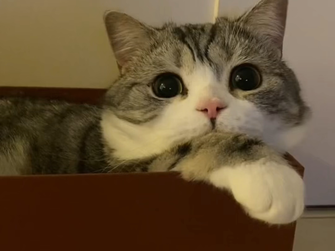 谁说猫咪没有表情