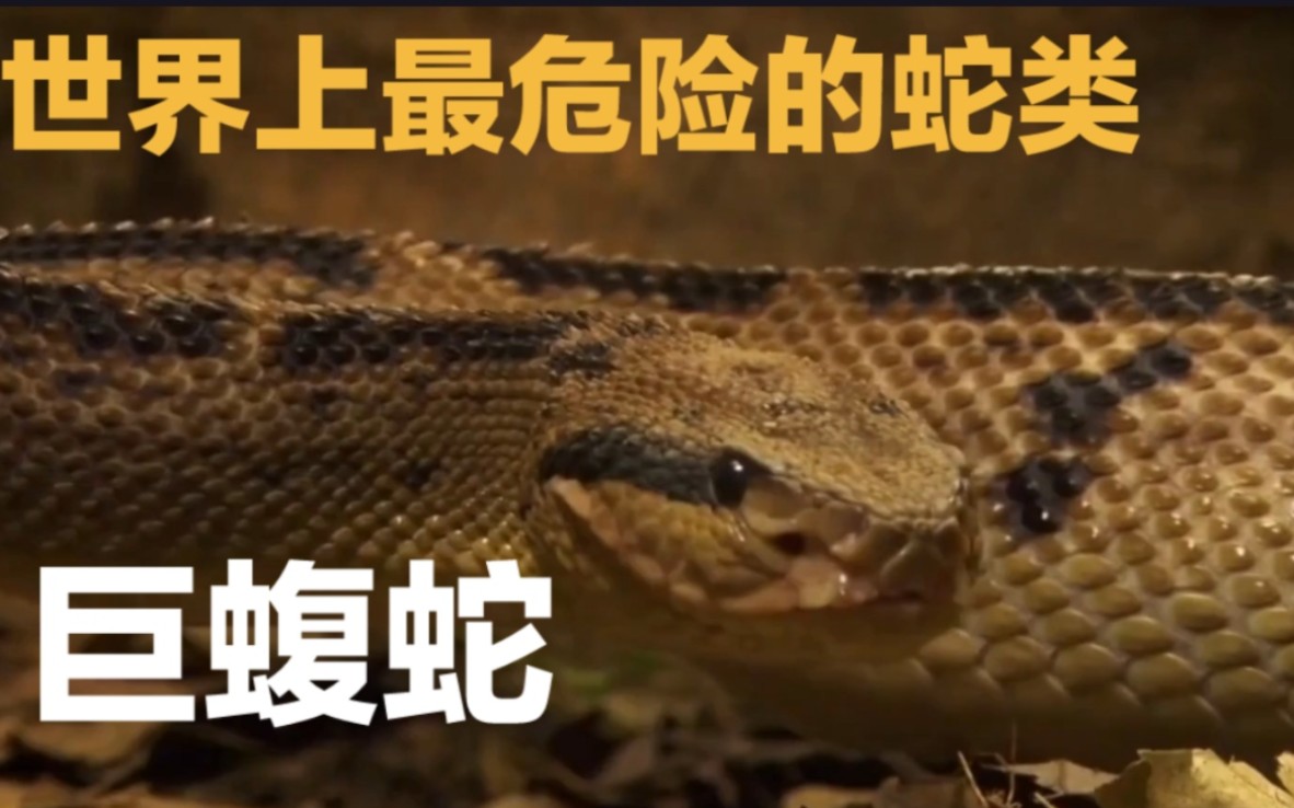 世界上最危险的蛇类-巨蝮蛇,可以在水中产卵的神奇物种
