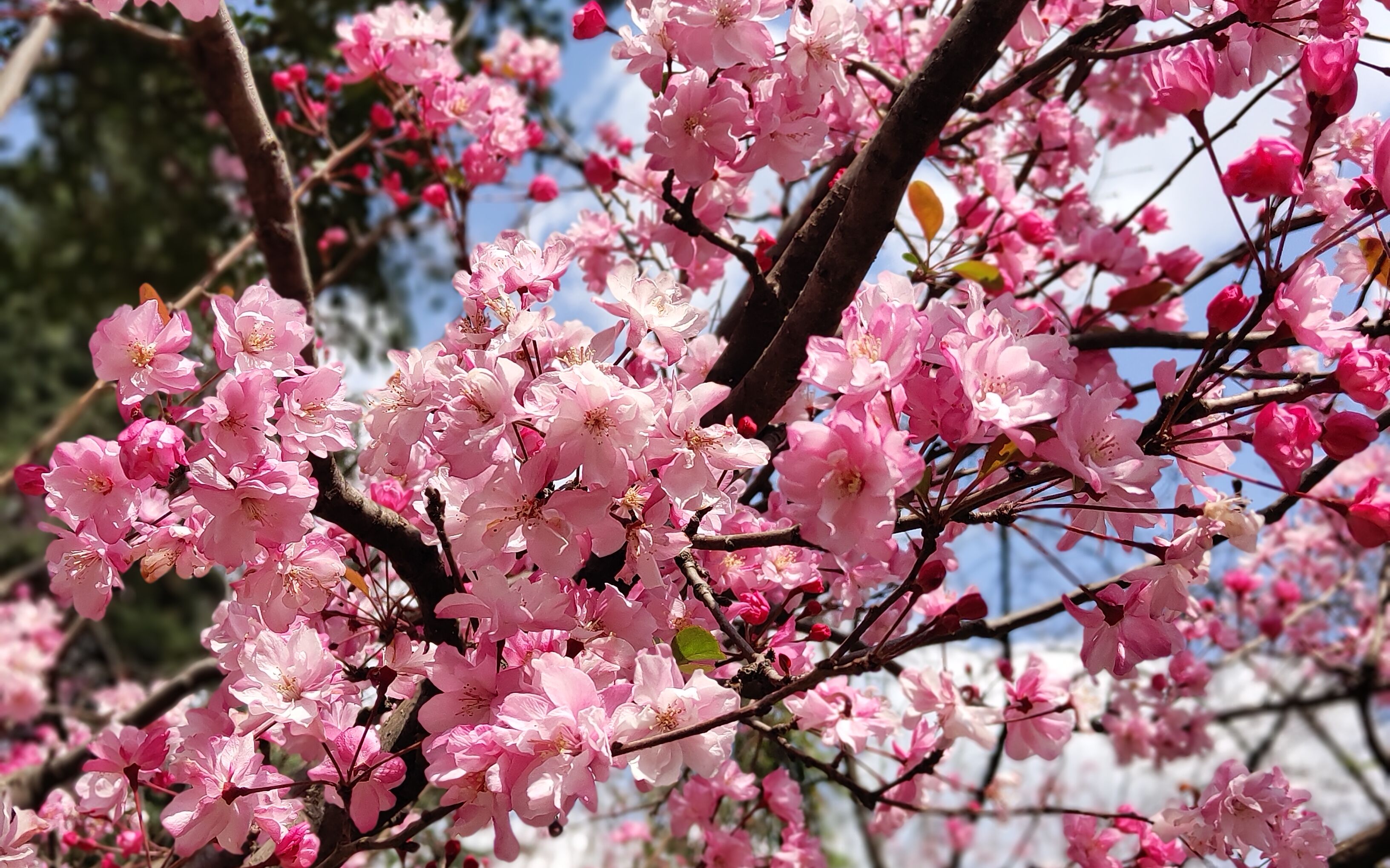 2019年昆明圆通山樱花