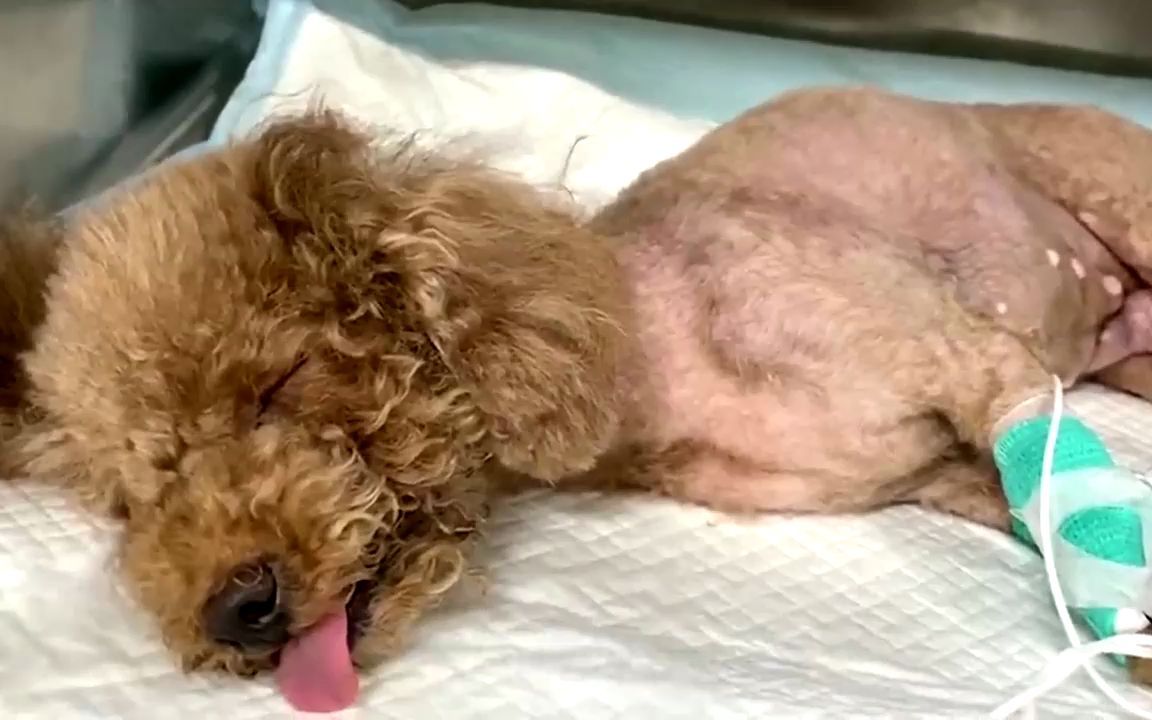 哈士奇突然倒地抽搐,主人以为是闹着玩,谁料知道真相难以接受!