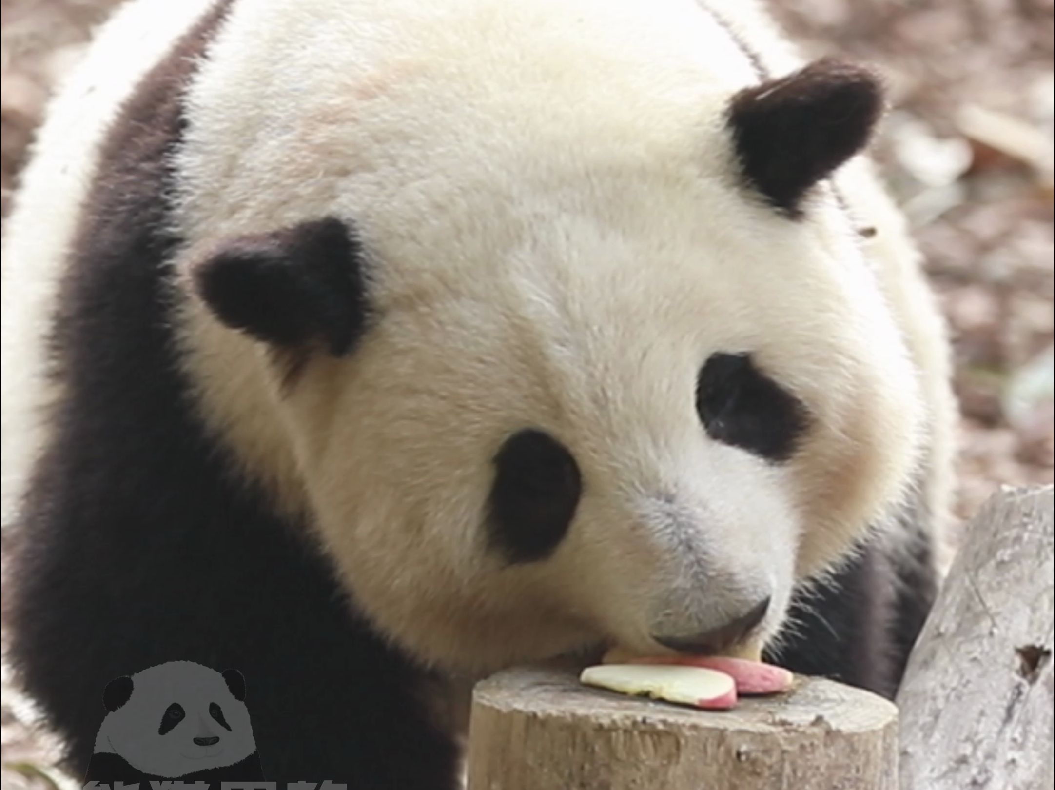 谁懂啊?想把全世界的果果都给花花!