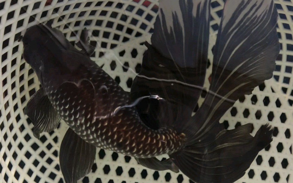 两岁多的蓝丹凤金鱼_哔哩哔哩_bilibili