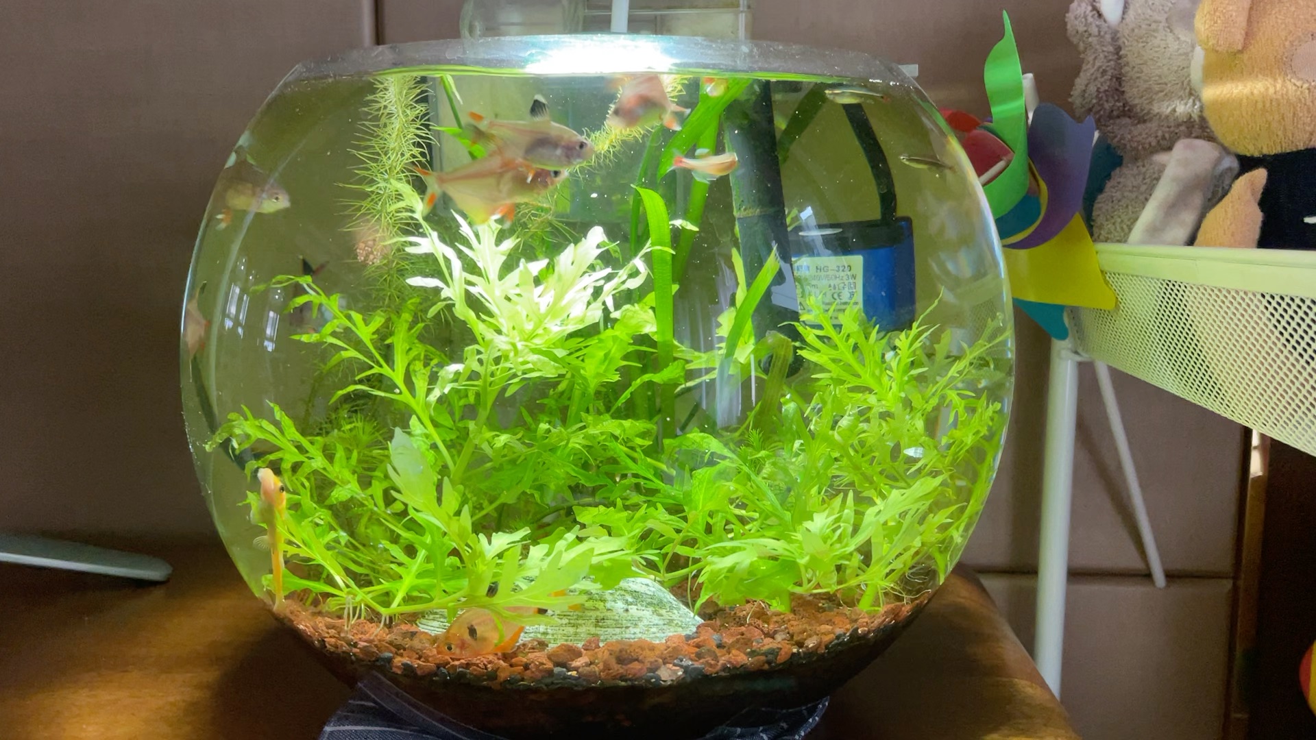 圆形小缸 生态缸 草缸 完美运行3年啦