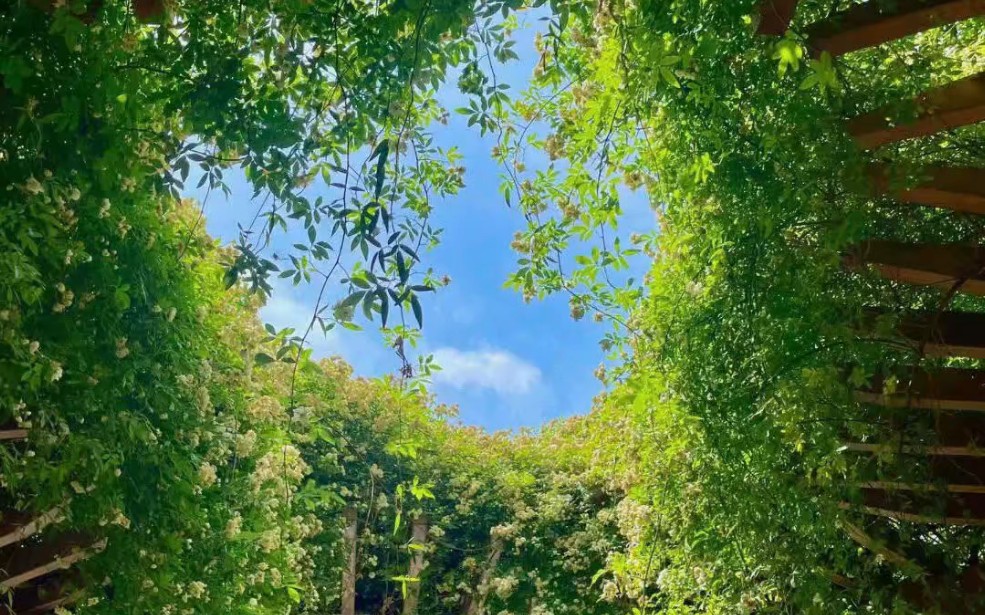 春意盎然生机勃勃壁纸图