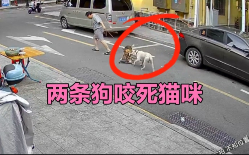 一只猫咪被两条狗咬死了,狗主人竟然若无其事的走了,猫咪太冤了哔哩哔哩bilibili