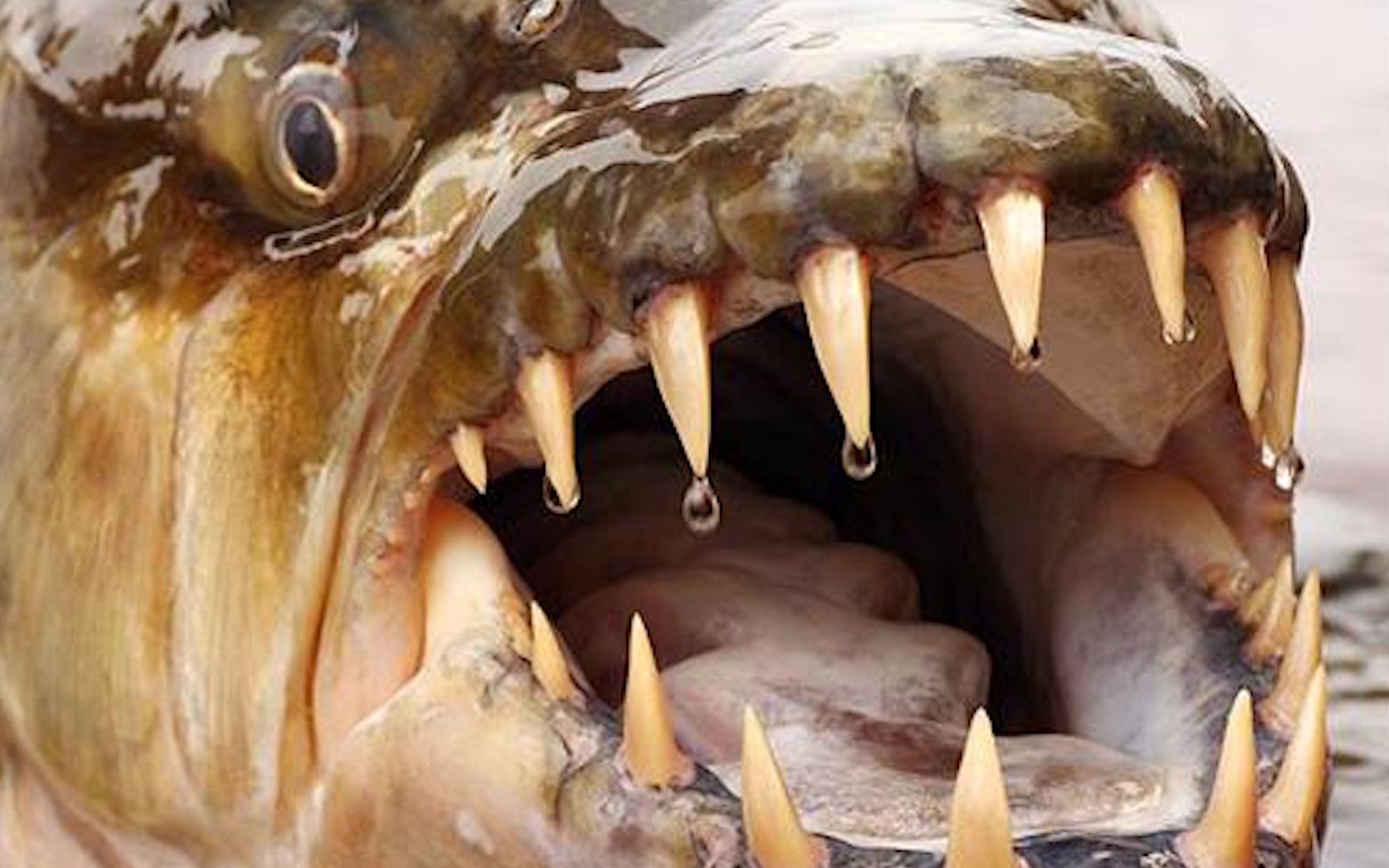 实拍世界上最大最凶黄金猛鱼 一口利齿令人胆寒