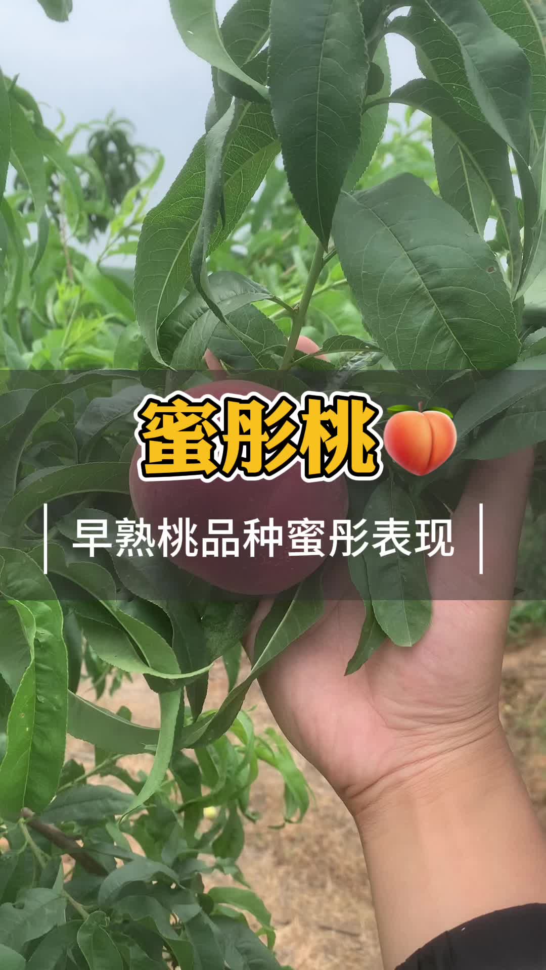 早熟水蜜桃苗除了突围有什么推荐哔哩哔哩bilibili