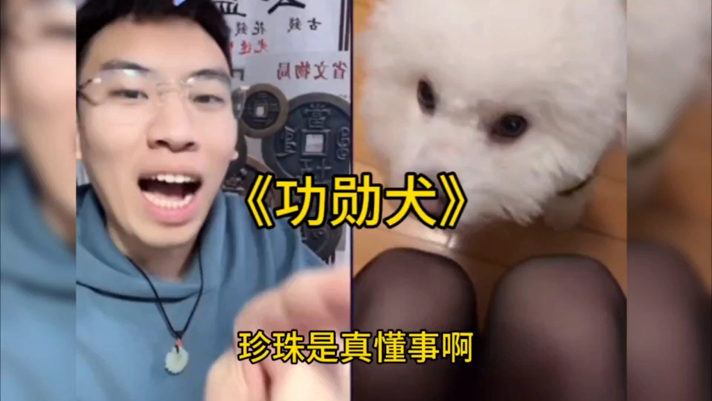 《功勋犬》全程高能!一定要看到最后.哔哩哔哩bilibili