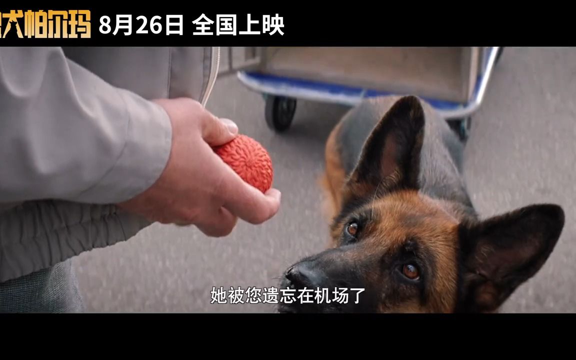 [图]《忠犬帕尔玛》曝终极预告8.26上映 总有生命为治愈你而来