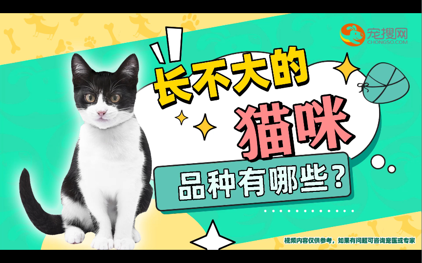 长不大的猫咪品种有哪些?哔哩哔哩bilibili