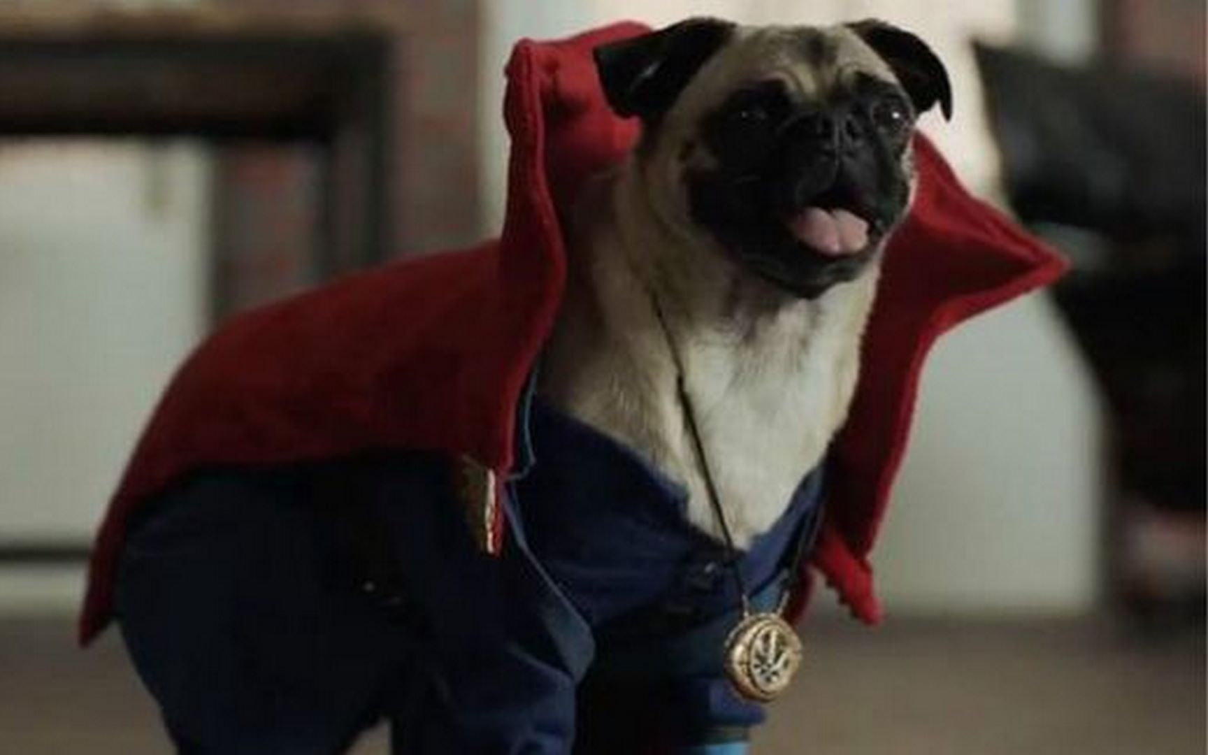 卷福出镜奇异博士汪星人版宣传片汪星博士