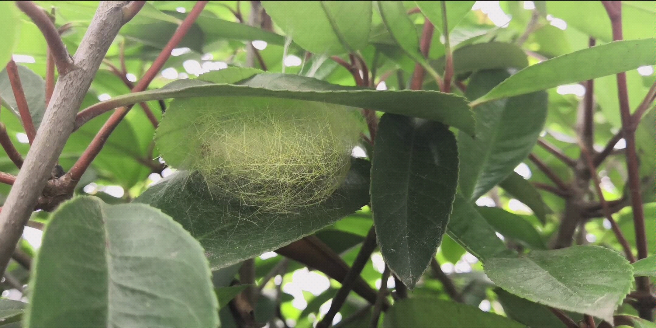 【茸毒蛾】化蛹进行时毒蛾养殖记 vlog 1