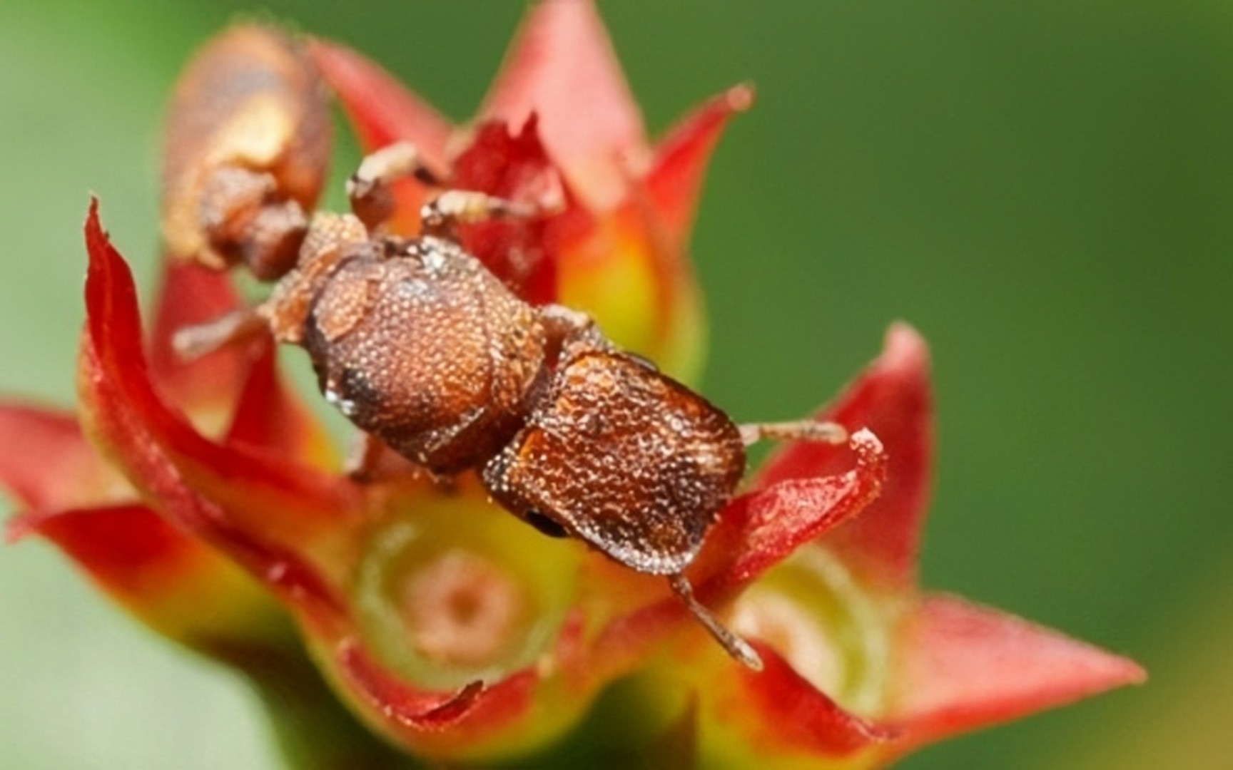 b站首发人工饲养盾龟蚁视频曝光