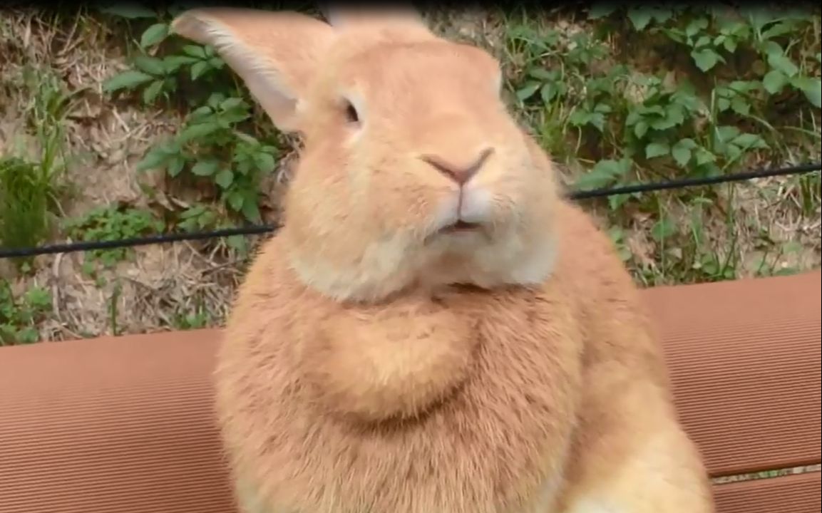 巨型花明兔大兔子
