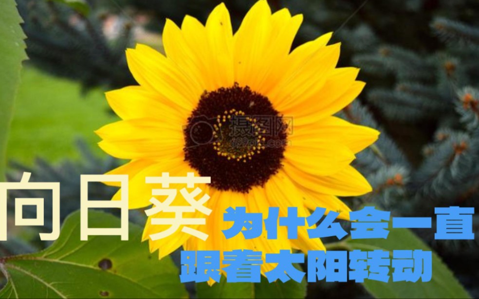 向日葵为什么会一直跟着太阳转动