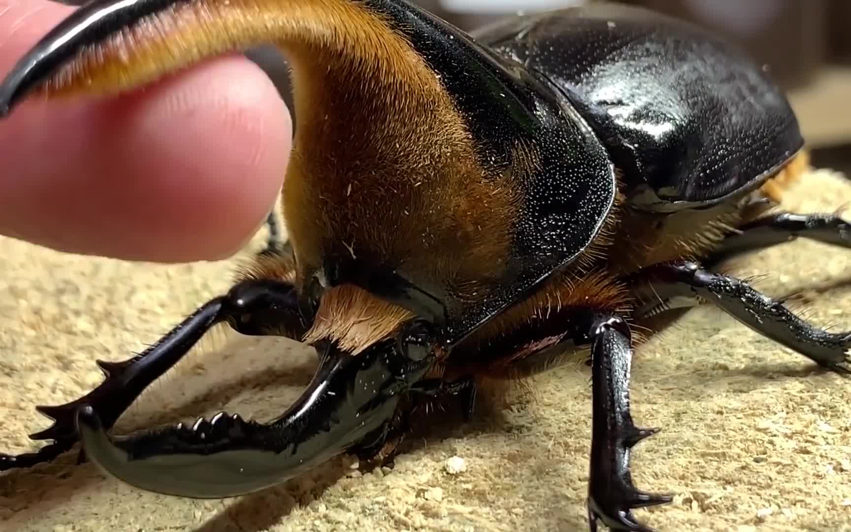 油管搬运(黑猫频道)--撒旦大兜虫产房制作