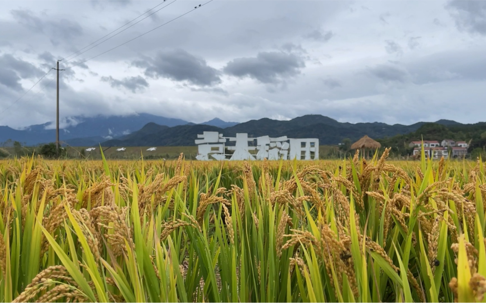 湖北黄冈市黄梅县袁夫稻田 风景别致