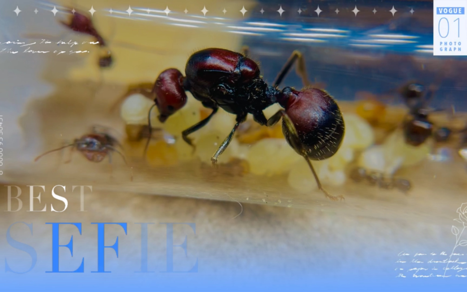 巨首收获蚁(messor cephalotes)饲养记录