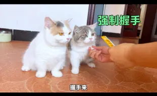 Download Video: 猫：不是说来家里包吃包住吗？太欺负猫了！