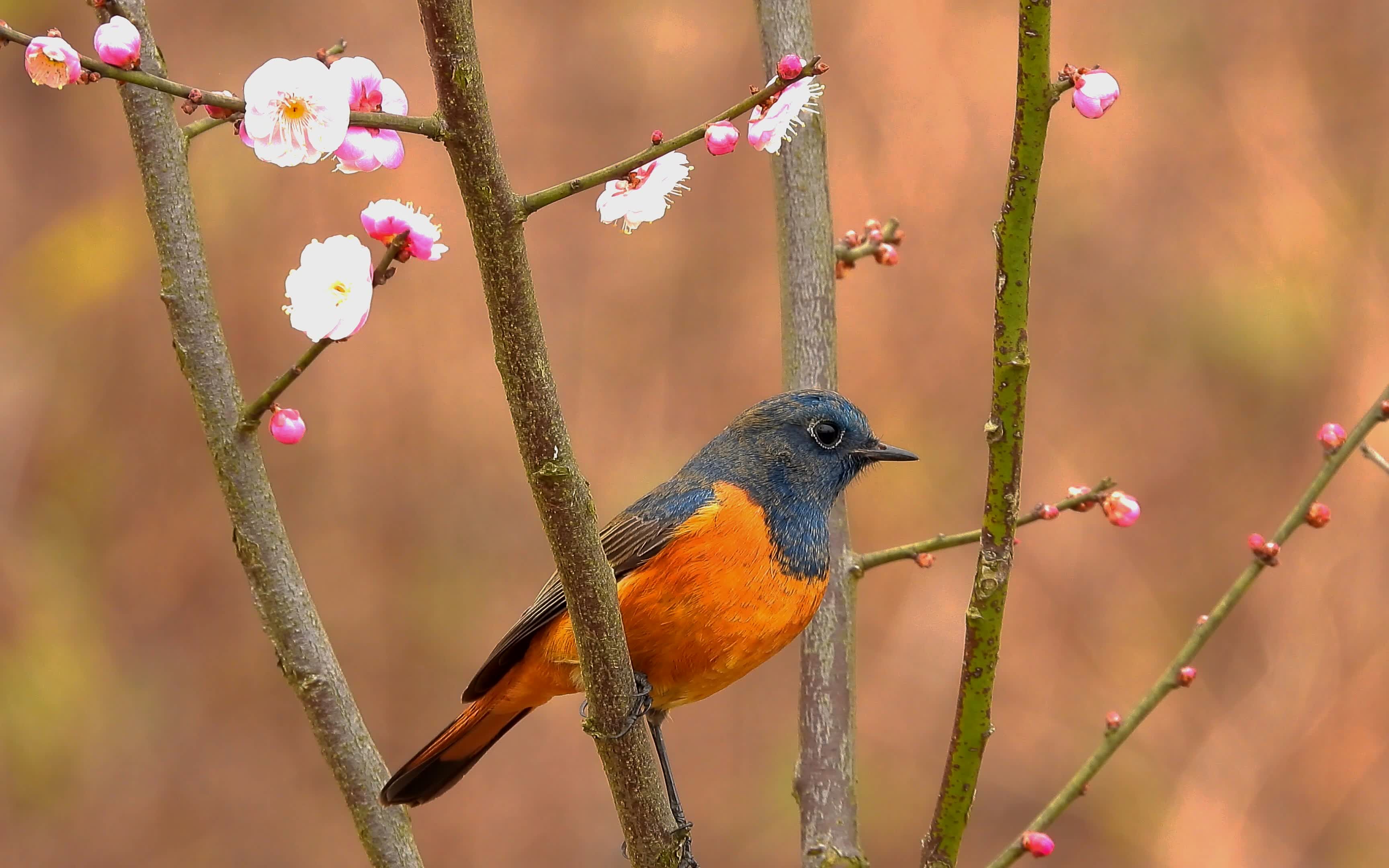 真正的鸟语花香,梅花开了,花上的小鸟蓝额红尾鸲叫声