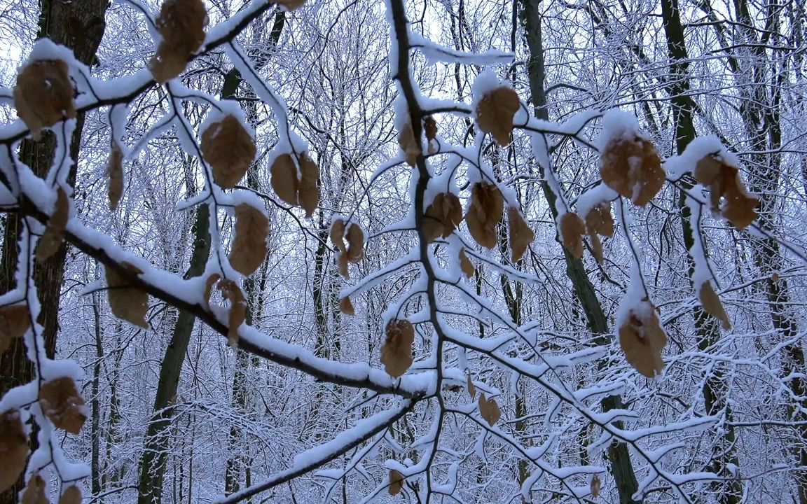 f9642k高清画质白雪皑皑冬季枯树树枝挂满雪花森林雪景诗词朗诵祖国