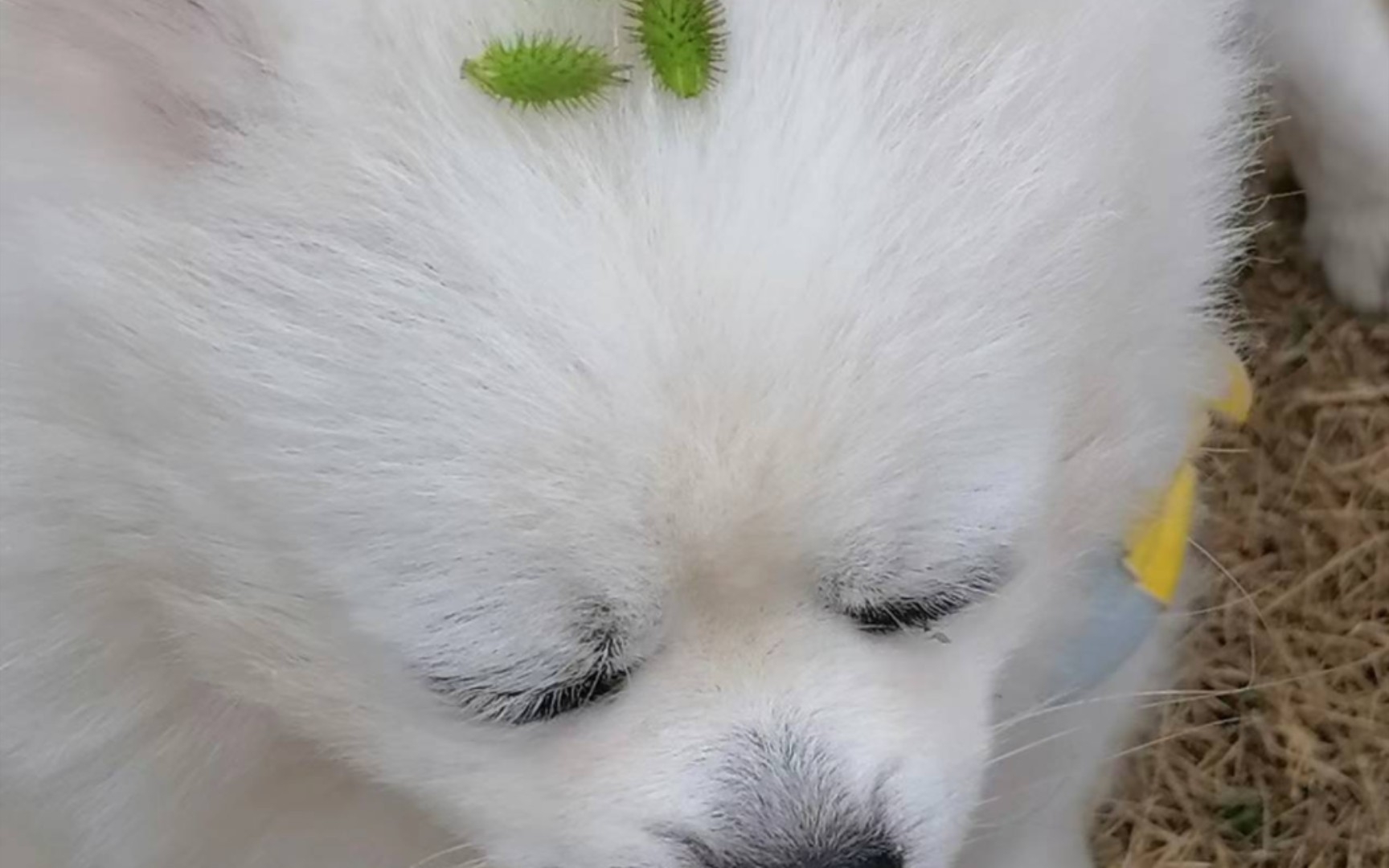 被缚的苍耳子大海,修狗∪11ω11∪与秋天