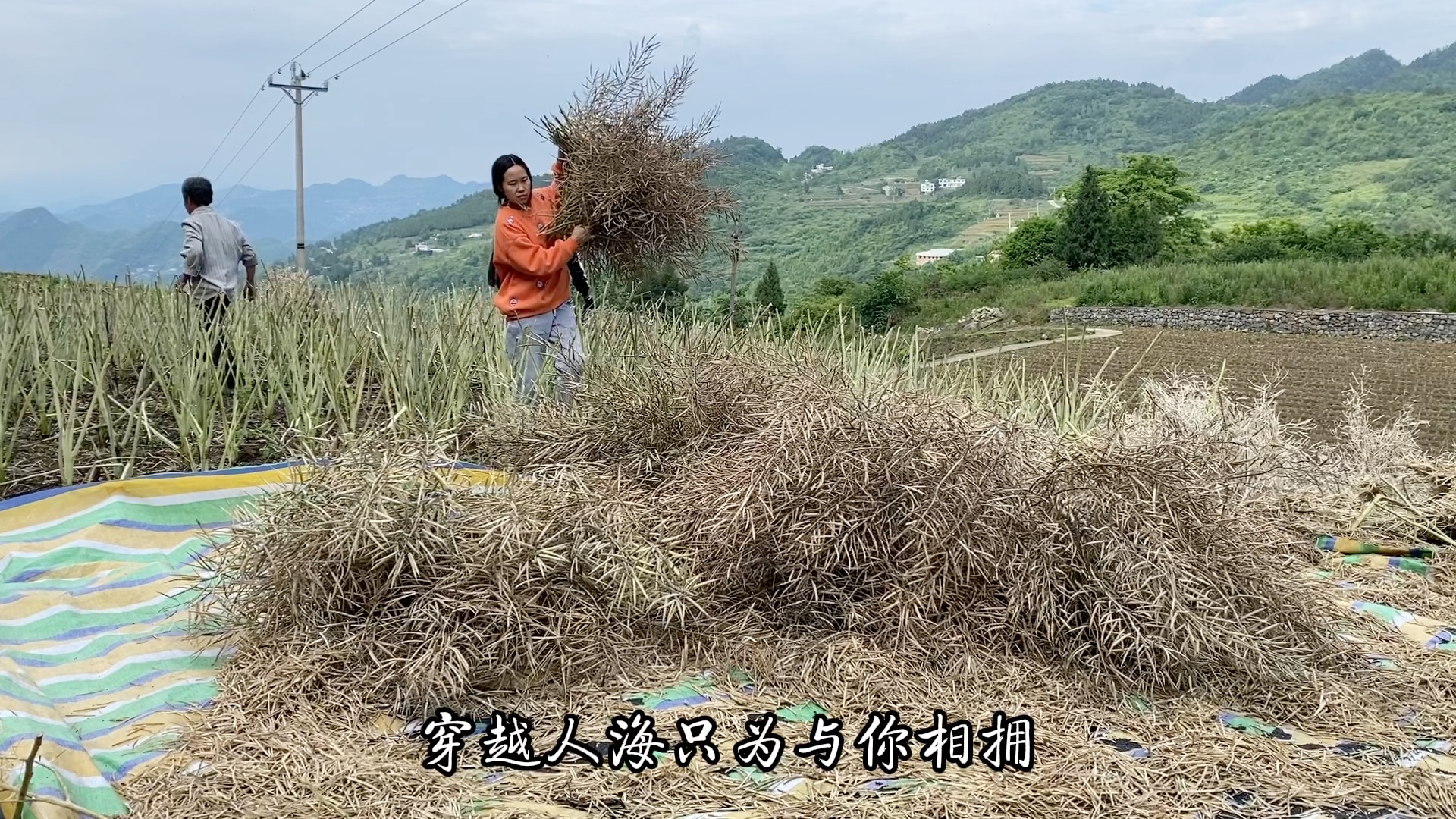 [图]收菜籽，每一朵来不及欣赏的油菜花，都成就了今日的硕果累累。